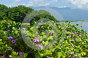 Lush Tropical Beach Vegetation With Beach Morning Glory Flowers Or Bayhops Plants On Sunny Day