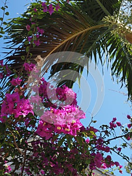Lush tropical flowers in front of a palm tree in Key West Florida