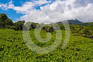 Lush tropical foliage below mountain peak and clouds in Maui