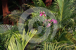 Lush tropical garden