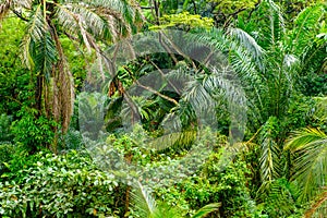 Lush tropical green jungle