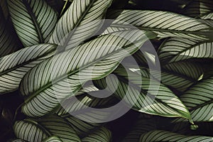 Lush Tropical Leaves of Calathea majestica, Calathea Plant Natural Pattern Background