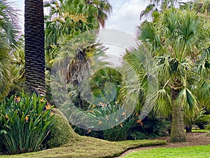 Lush tropical palm tree garden with bids of paradise flowers