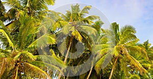 Lush tropical palm trees with coconuts and blue sky. Wide photo