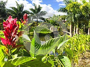 Lush Tropical Palm Trees and Plants In Yunguilla Valley Ecuador photo