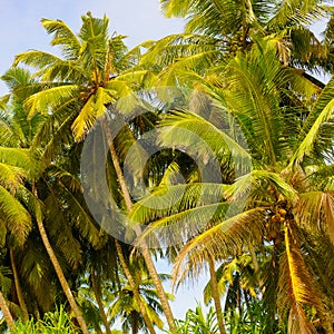 Lush tropical palms with coconuts against a blue sky