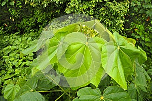 Lush, tropical plant life surround the rainforest hiking trail at the Trimbina Biological Reserve.