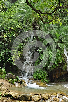 Lush tropical rain forest waterfall in the Himalayas