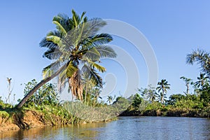 Lush tropical vegetation