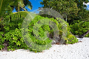 Lush Tropical Vegetation on the Beach