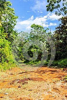 Lush tropical vegetation with endemic palm trees at Glacis Noire nature trail, Praslin, Seychelles.