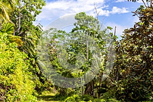 Lush tropical vegetation with endemic palm trees, Praslin, Seychelles.