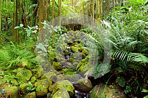 Lush tropical vegetation of the Hawaii Tropical Botanical Garden of Big Island of Hawaii