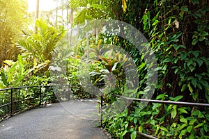 Lush tropical vegetation of the Hawaii Tropical Botanical Garden of Big Island of Hawaii