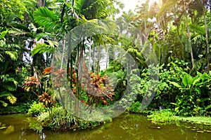 Lush tropical vegetation of the Hawaii Tropical Botanical Garden of Big Island of Hawaii