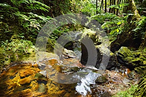 Lush tropical vegetation of the Hawaii Tropical Botanical Garden of Big Island of Hawaii