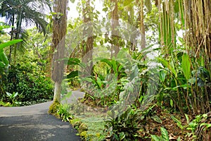 Lush tropical vegetation of the Hawaii Tropical Botanical Garden of Big Island of Hawaii