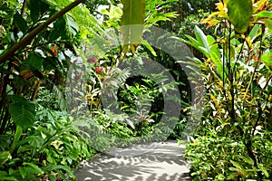 Lush tropical vegetation of the Hawaii Tropical Botanical Garden of Big Island of Hawaii