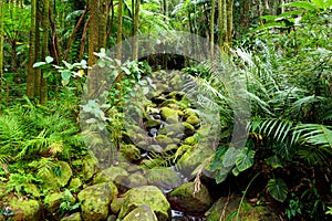 Lush tropical vegetation of the Hawaii Tropical Botanical Garden of Big Island of Hawaii