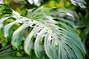 Lush tropical vegetation of the islands of Hawaii