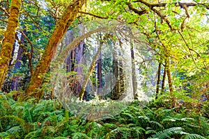 Lush understory canopy in redwood forest