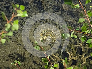 Lush Underwater World of the Pumpkinseed Fish