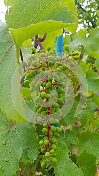 Lush unripe grape bunch with green berries and red stems