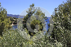 Lush vegetation on the Aegean coast.