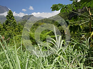 The lush vegetation and amazing landscape in Salazie circus, Reunion island