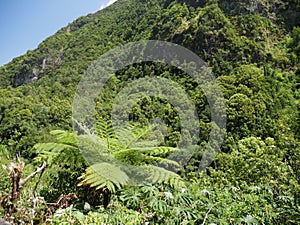 The lush vegetation and amazing landscape in Salazie circus, Reunion island