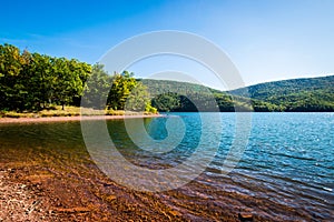 Lush Vegetation Around Raystown Lake, in Pennsylvania During Sum