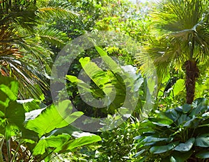 lush vegetation background