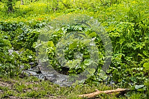 Lush vegetation on bank of stream. Leaves and flowers receive enough moisture, so they grow well