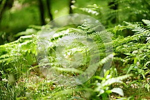 Lush vegetation of Casentino secular forest, one of the largest forest in Europe, extraordinarily rich in flora and fauna. Foreste