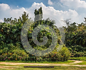 Lush Vegetation and Clouds