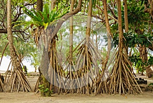 Lush Vegetation - Efate Island