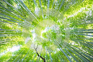 Lush vegetation in famous tourist site Bamboo forest, Kyoto, Japan.