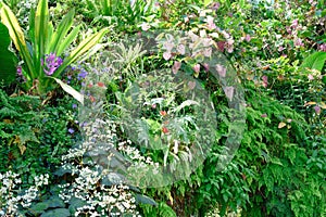 Lush vegetation with flowering tropical plants in Cloud Forest Dome at Gardens by the Bay, Singapore, Asia