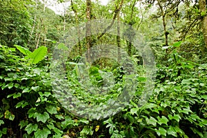 Lush vegetation in forest