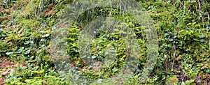 Lush alpine vegetation on a forest floor