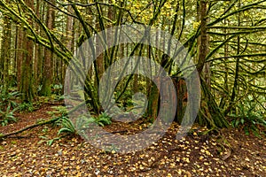 Lush vegetation and giant tree trunk in the Golden Ears Provincial Park