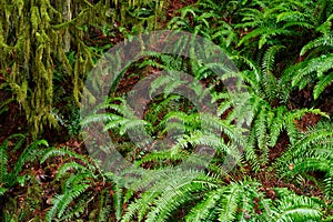 Lush vegetation, giant trees overgrown with moss, ferns and lichens in the rain forest, Lynn Canyon Park