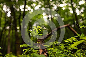 Lush Vegetation Green Forest Landscape Plant Closeup Trees Wet