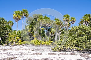 Lush vegetation on natural beach in Tropes, Isla de la Juventud, Cuba