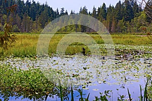 Lush vegetation in overgrown Beaver Lake of Stanley Park in Vancouver BC, Canada.