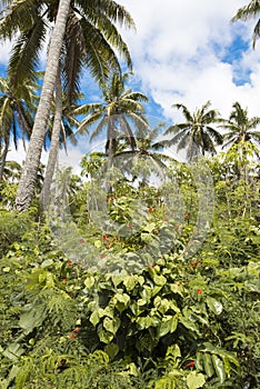 Lush vegetation on Pacific Island