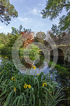 Lush vegetation and pure water at the Garden of Ninfa.