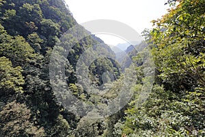 The lush vegetation of sanqingshan mountain, adobe rgb