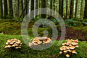 Lush vegetation, thick underbrush and fungi colony on giant tree