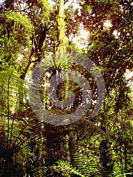 Lush vegetation on a trail in the rain forest